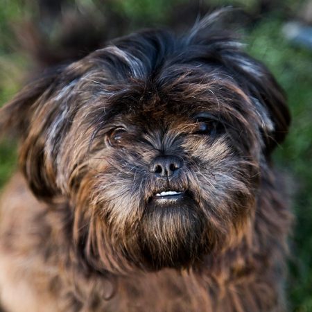 dierenfotograaf gemeente landerd vierkant