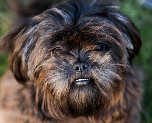 dierenfotograaf gemeente landerd vierkant