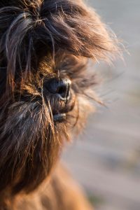 dierenfotograaf gemeentelanderd