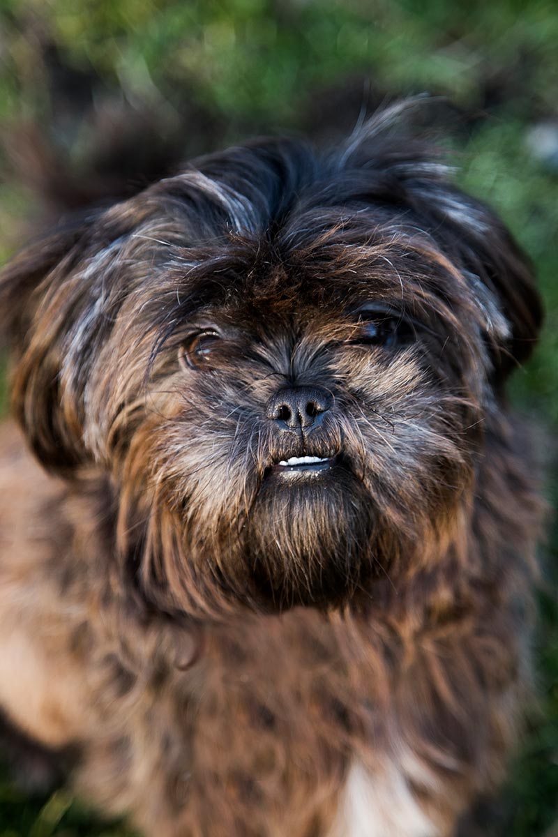 dierenfotograafgemeentelanderd