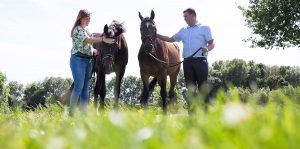 paardenfotografie nijmegen