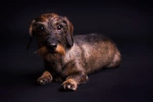 fotoshoot hond in de studio