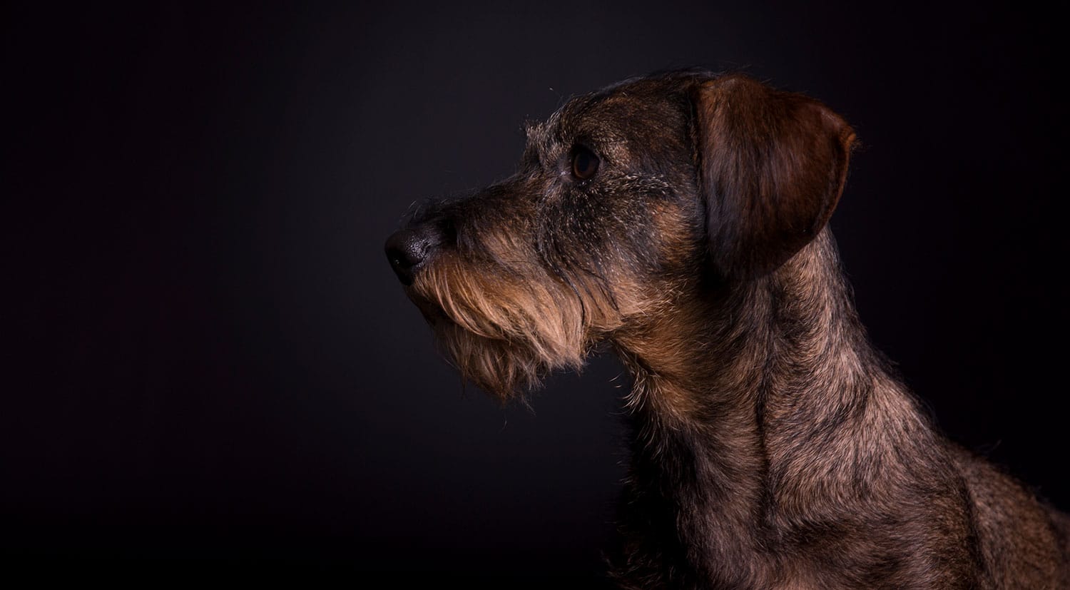 fotoshoot hond