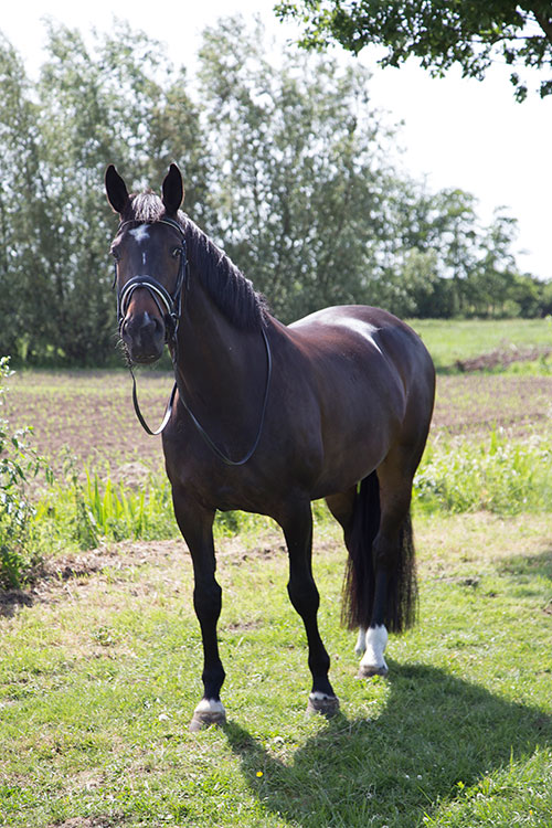 fotoshoot paard buiten