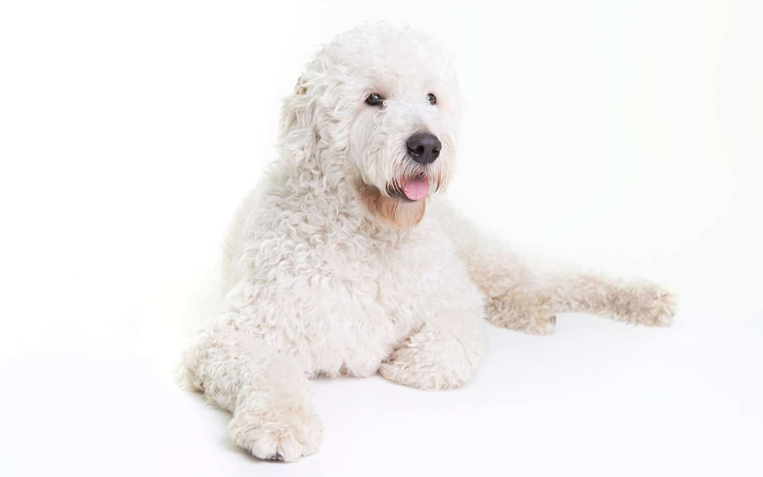 honden shoot in de fotostudio