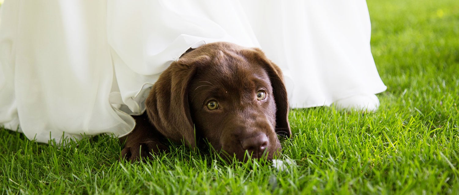 trouwfotoshoot met hond