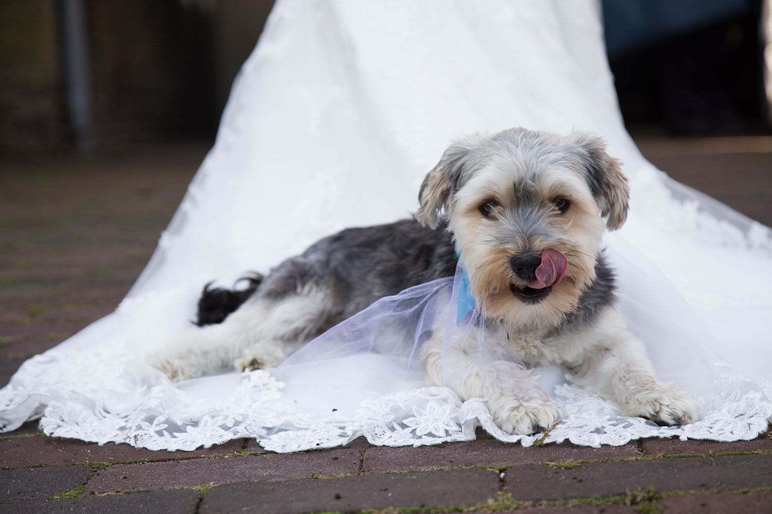 trouwfotoshoot met hond