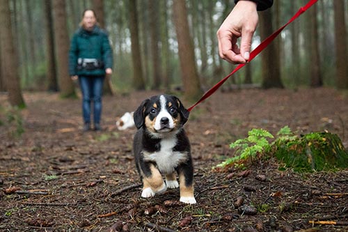 buiten dierenfoto's bedrijfsfotograaf