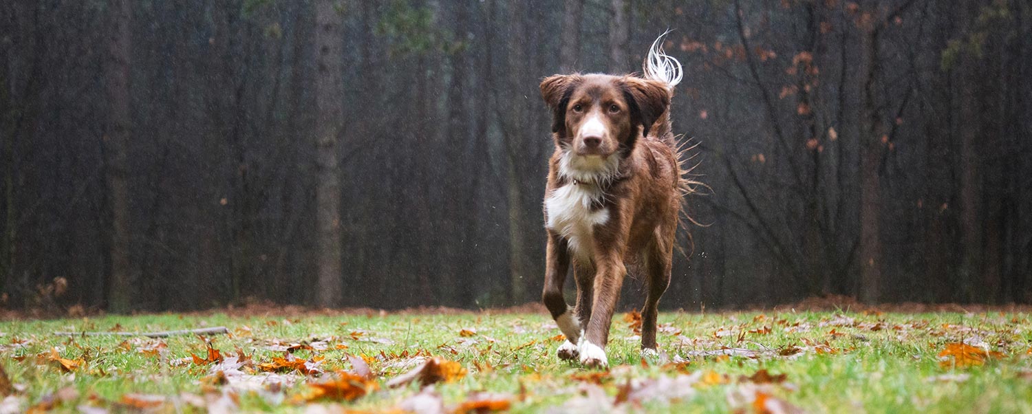 buiten dierenfoto's