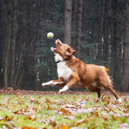 dierenfotograaf eindhoven