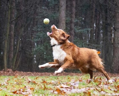 dierenfotograaf eindhoven