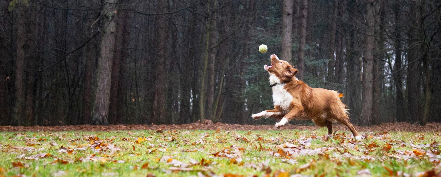 fotograaf honden buiten