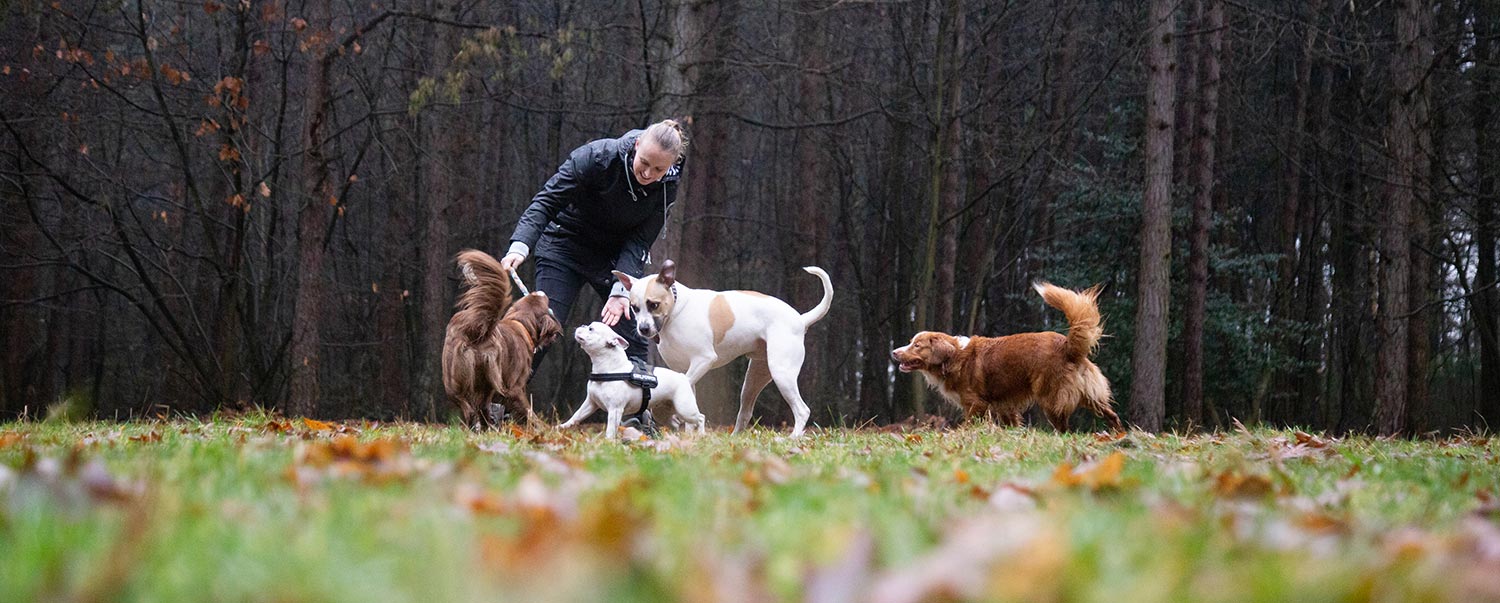 fotoshoot met dieren eindhoven