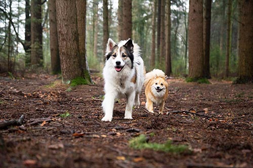 fotoshoot met dieren