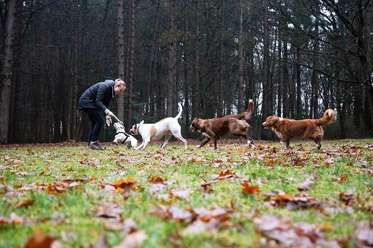 fotoshoot met honden