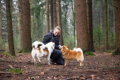 honden fotoshoot bedrijven