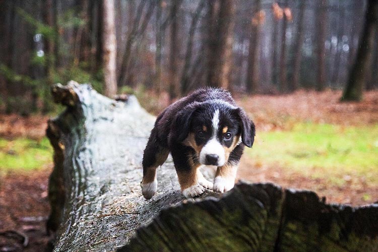 honden fotoshoot