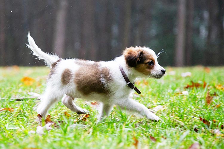 professionele dierenfotograaf eindhoven