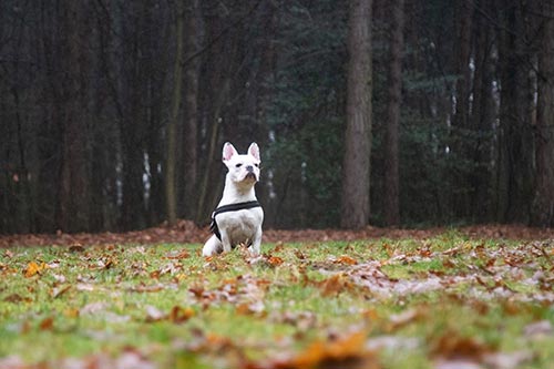 professionele foto's dieren uitlaatservice