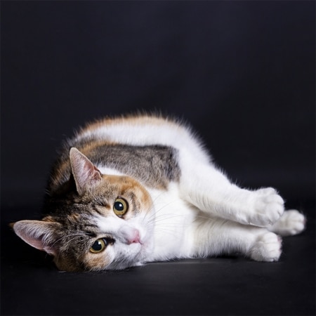 Katten fotoshoot in de studio