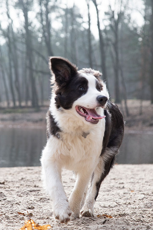 Fotografie buiten dieren