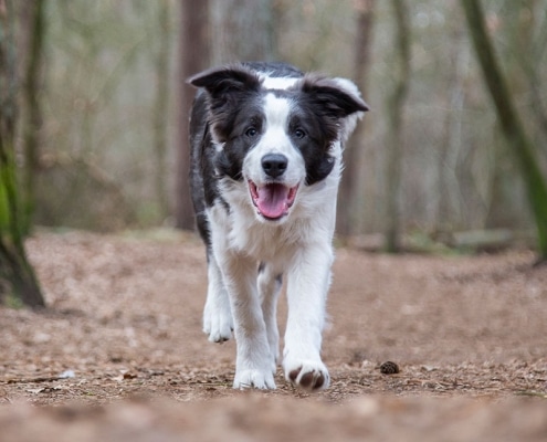 Fotoshoot hond bos