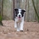 Fotoshoot hond bos