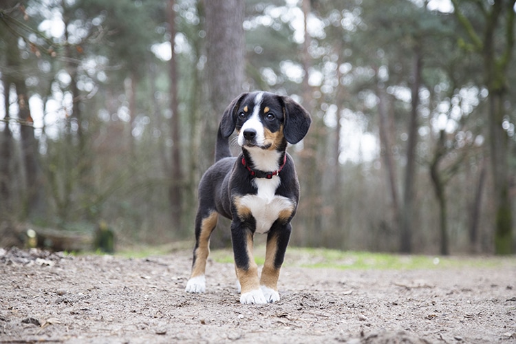 Fotoshoot puppy