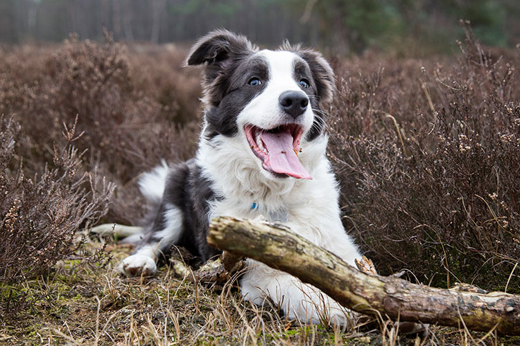 Hond fotoshoot