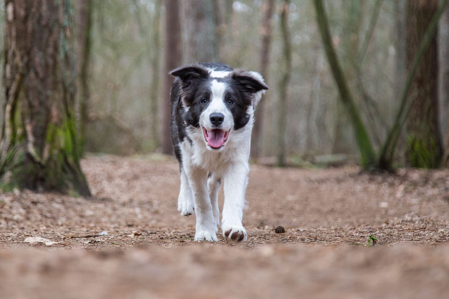 Hondenfotograaf buiten