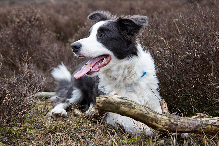 dierenfotograaf buiten