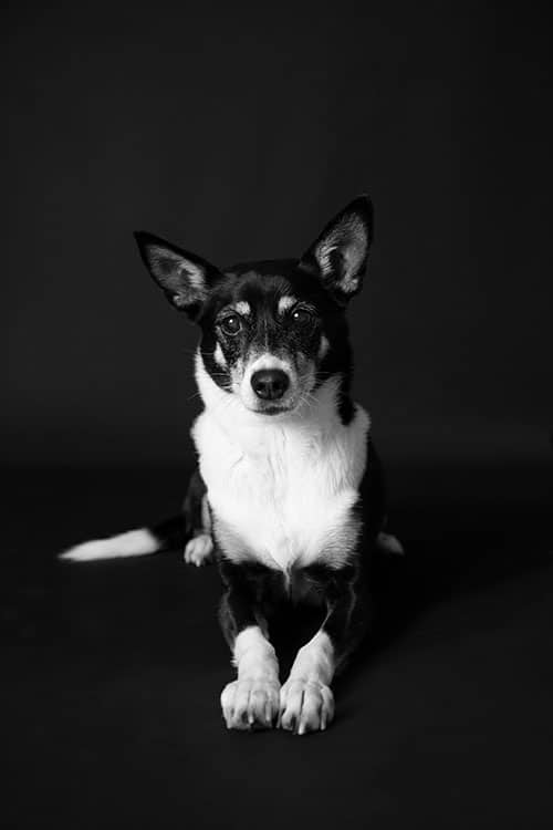 hond fotostudio landerd