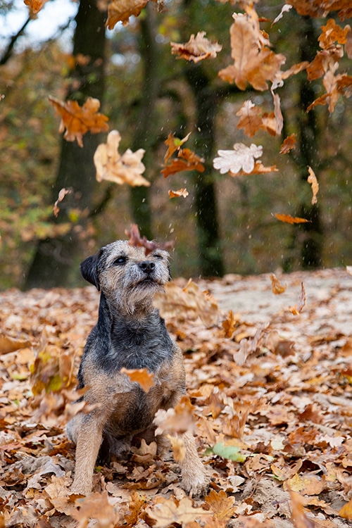 fotograaf dieren