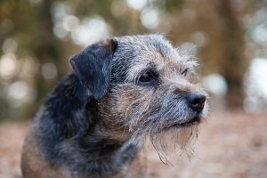 fotograaf dieren