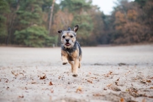 rennende hond foto