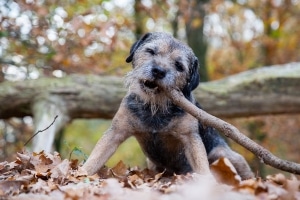 spelende hond in bos