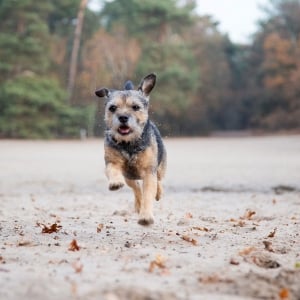 fotoshoot hond in de natuur-uden