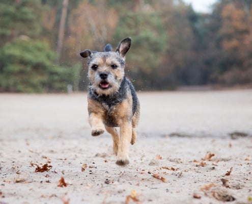 fotoshoot hond in de natuur-uden