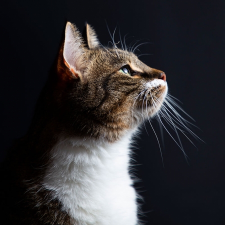 fotoshoot met kat in fotostudio