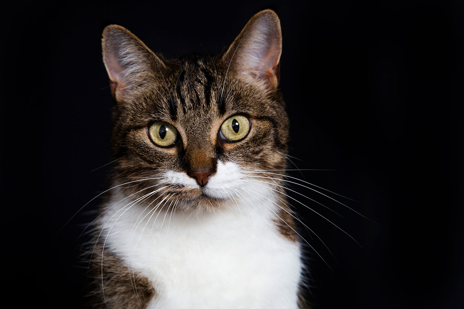 portret van kat in studio