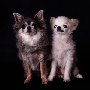 Dierenfotoshoot chihuahua in fotostudio