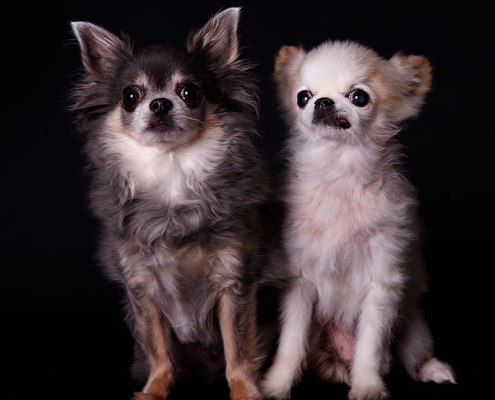 Dierenfotoshoot chihuahua in fotostudio