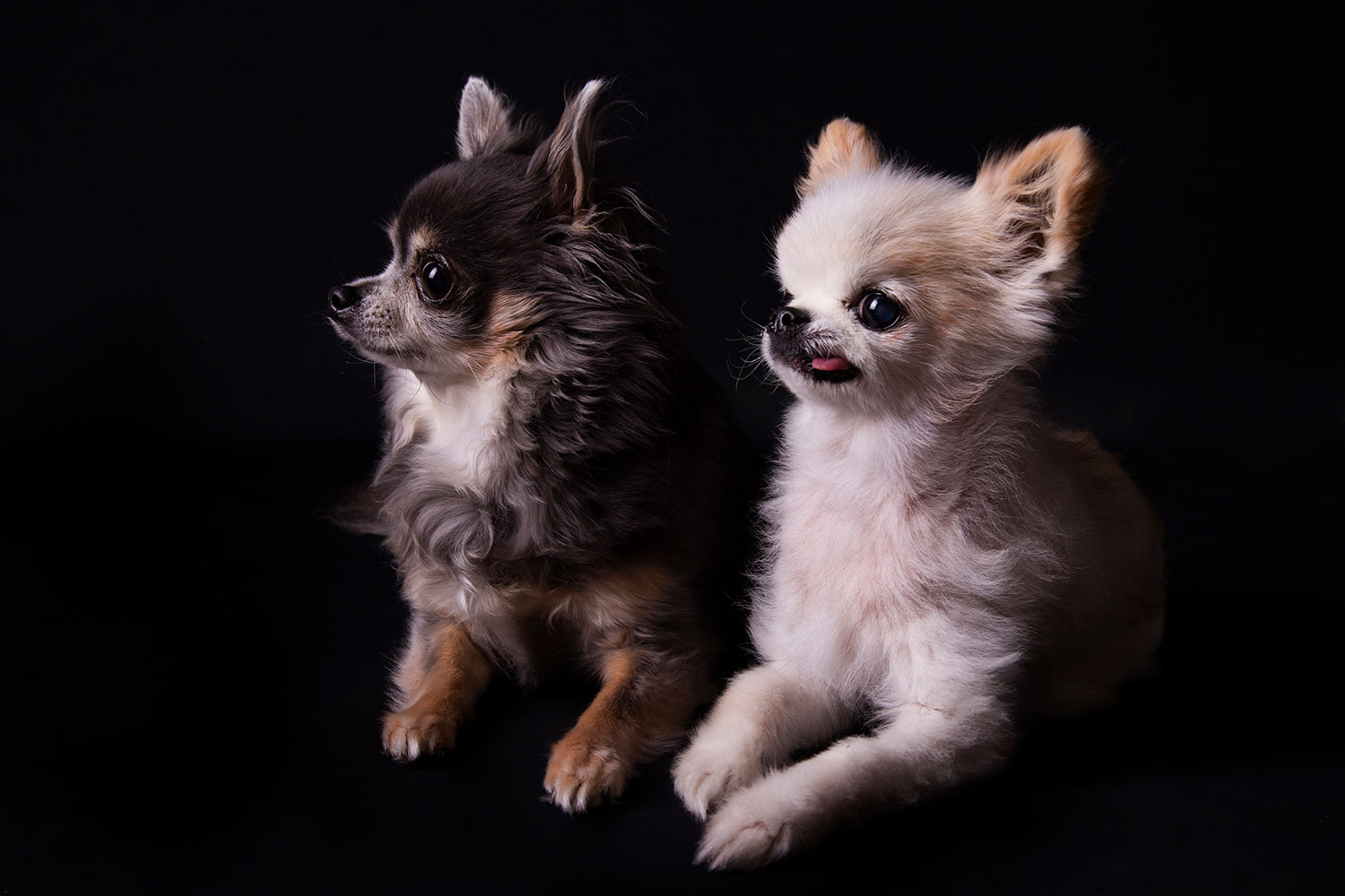 meerdere honden zwarte achtergrond