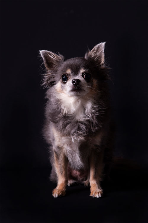 zwart hond chihuahua