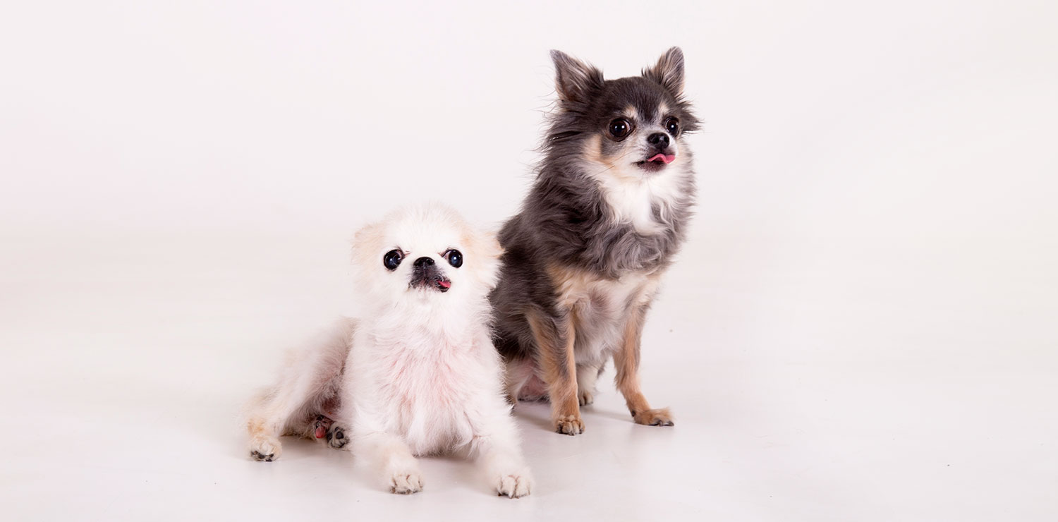 zwarte hond witte hond chihuahuas