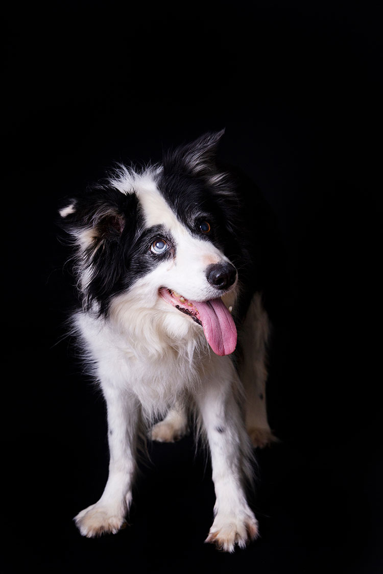 Dierenfotoshoot bordercollie