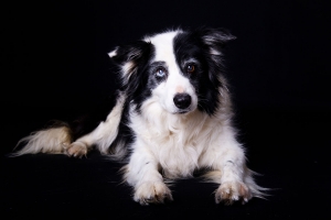 Foto bordecollie op zwarte achtergrond