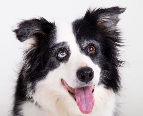 Fotograaf Border Collie