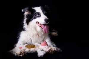 dierenfotoshoot bordercollie