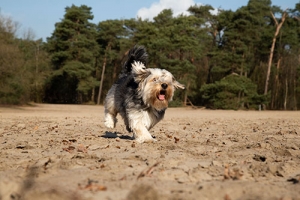 hond op zandvlakte fotografie